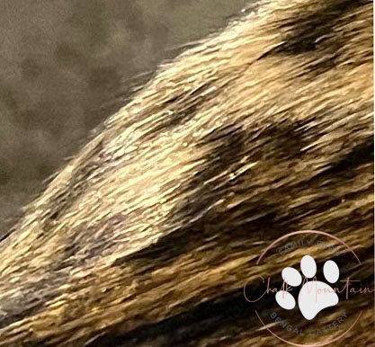 Bengal color genetics example blue snow white black melanistic snow lynx snow mink silver brown bengal color